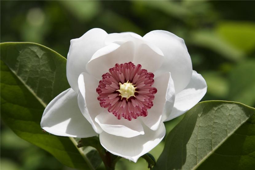 Национальный цветок Кореи – цветок магнолии, отражающий мудрость и духнашей нации — Корейское Радио